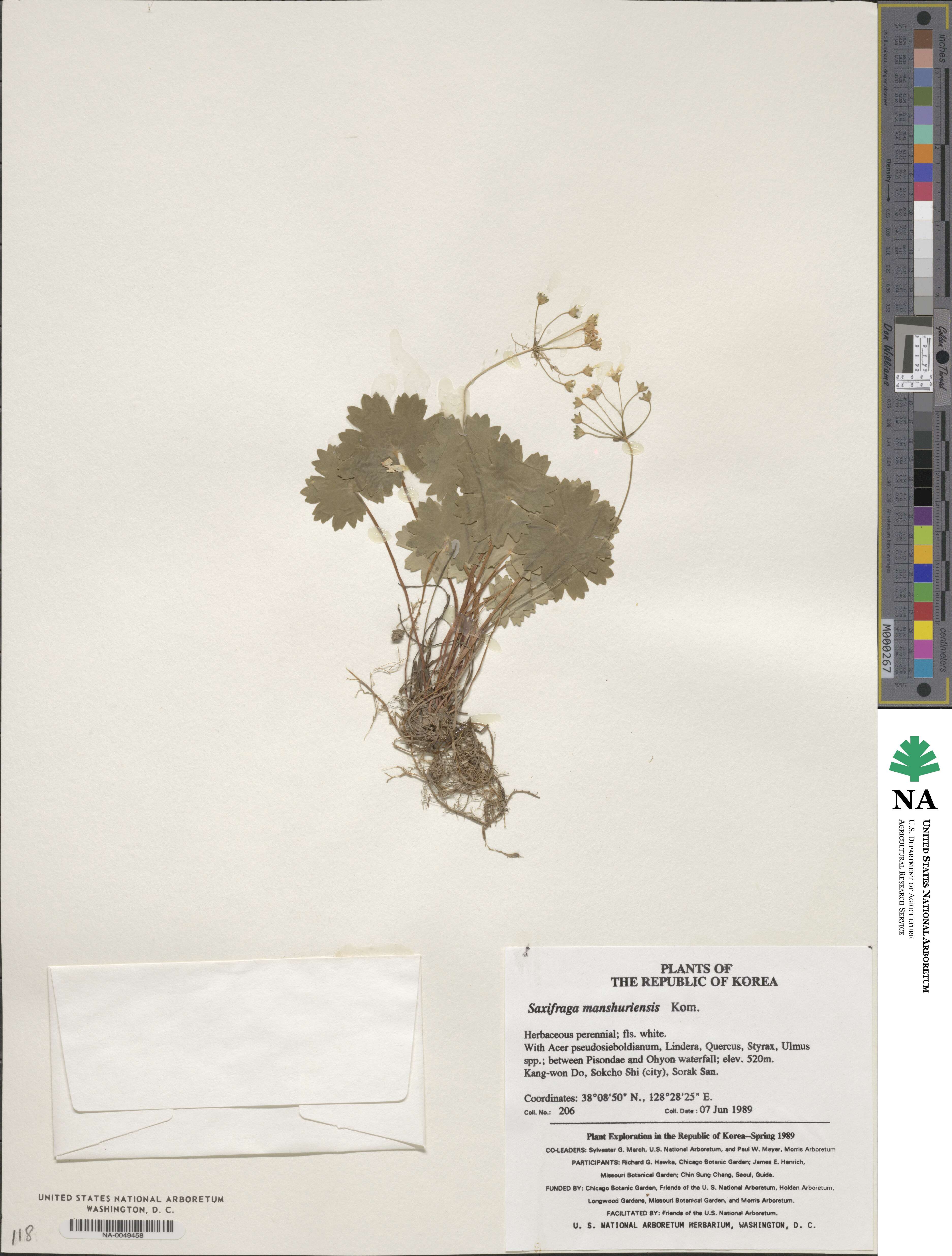 Saxifraga manshuriensis image