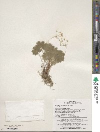 Saxifraga manshuriensis image