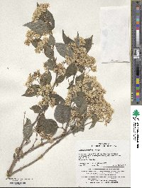 Deutzia parviflora image