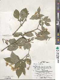 Philadelphus schrenkii image