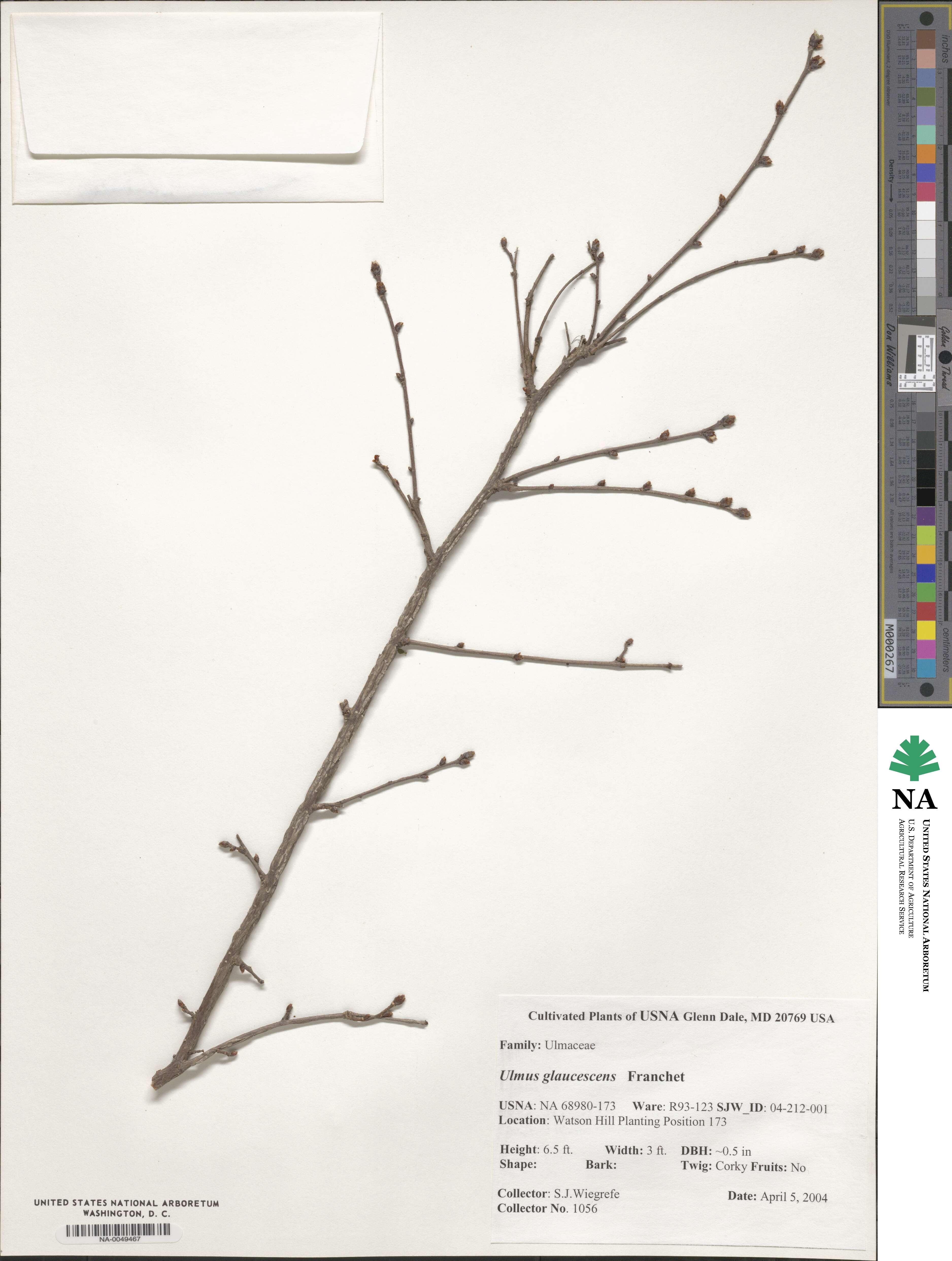 Ulmus glaucescens image