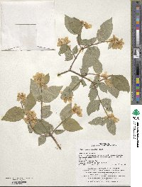 Philadelphus schrenkii image