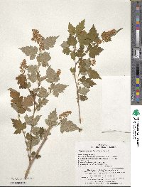 Neillia incisa image