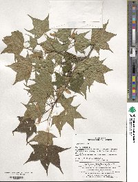 Acer pictum image