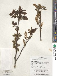 Prunus leveilleana image