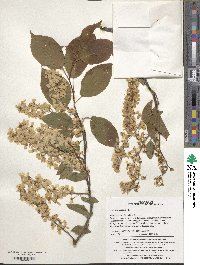 Prunus padus image