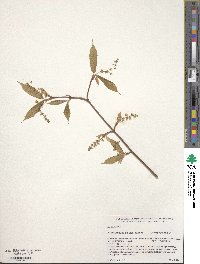 Acer carpinifolium image