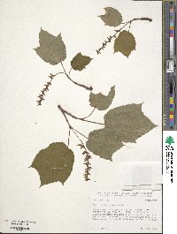 Acer tegmentosum image