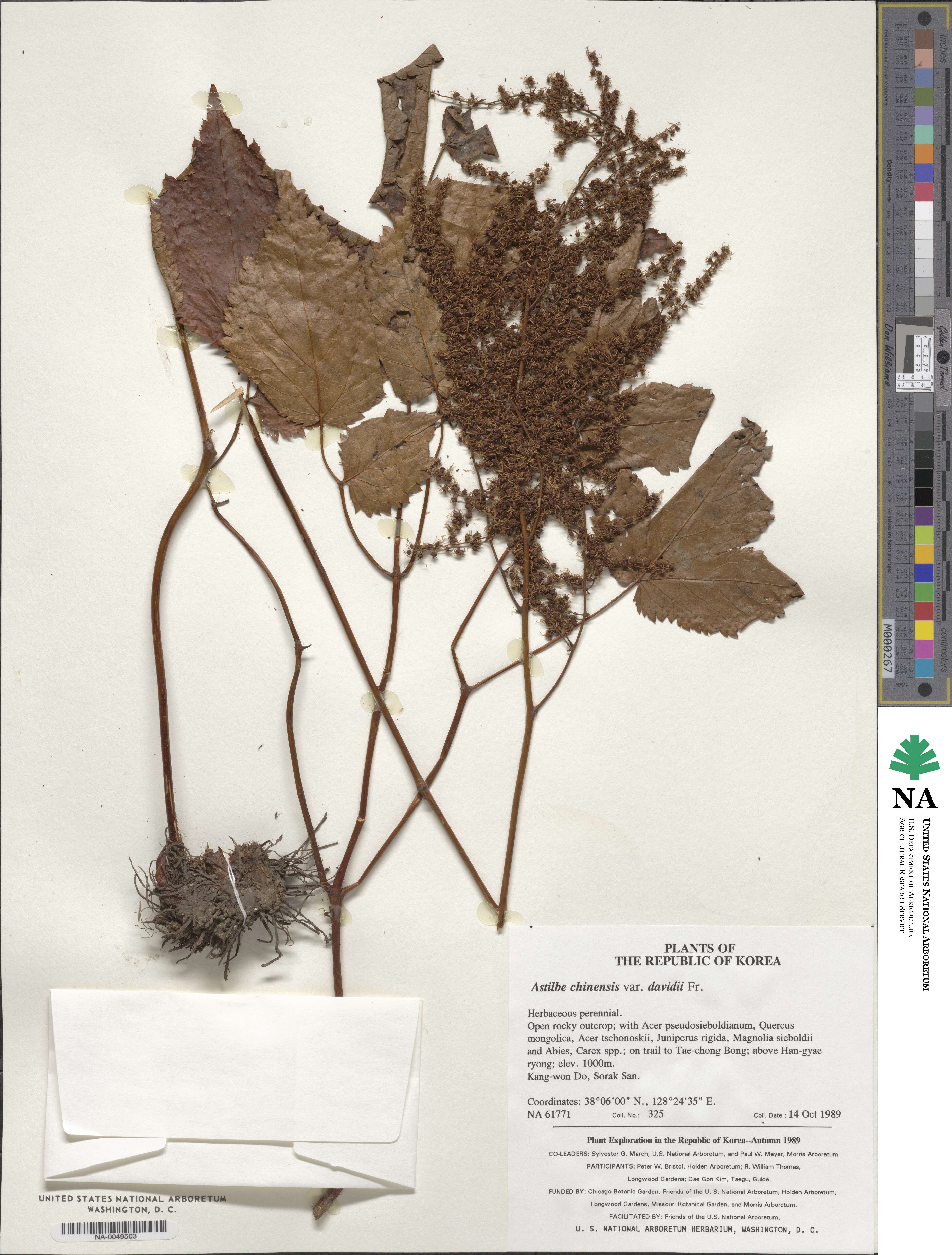 Astilbe rubra image