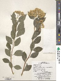 Spiraea betulifolia image