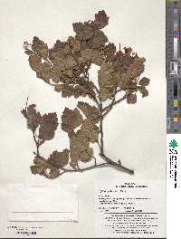 Spiraea pubescens image