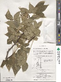 Picrasma quassioides image