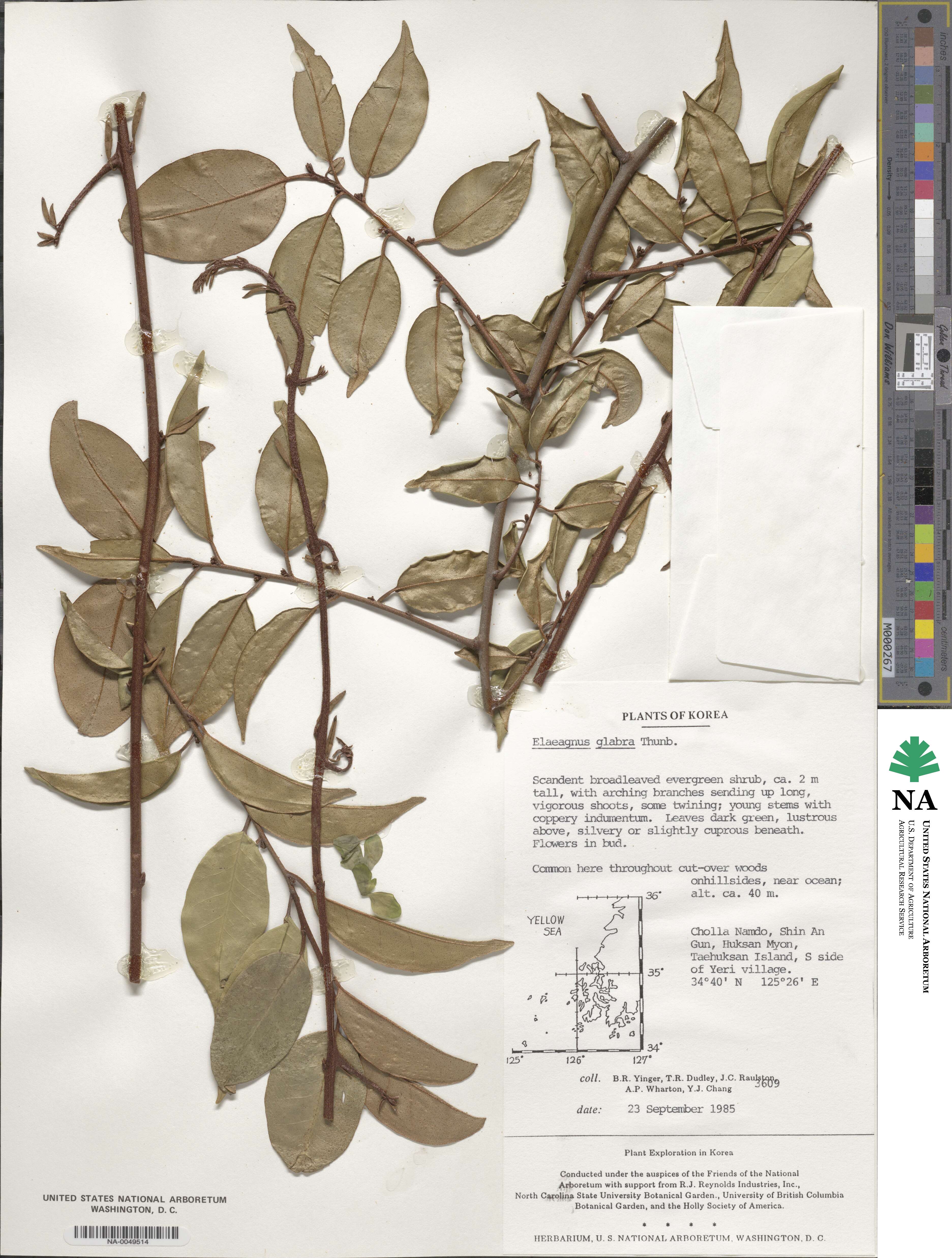Elaeagnus glabra image