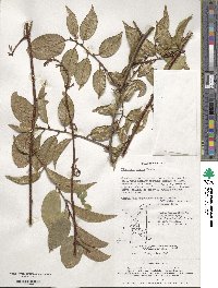 Elaeagnus glabra image