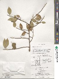 Elaeagnus glabra image