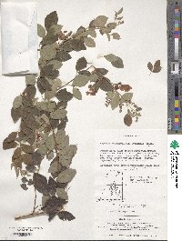 Lespedeza thunbergii image