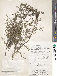 Lespedeza virgata image