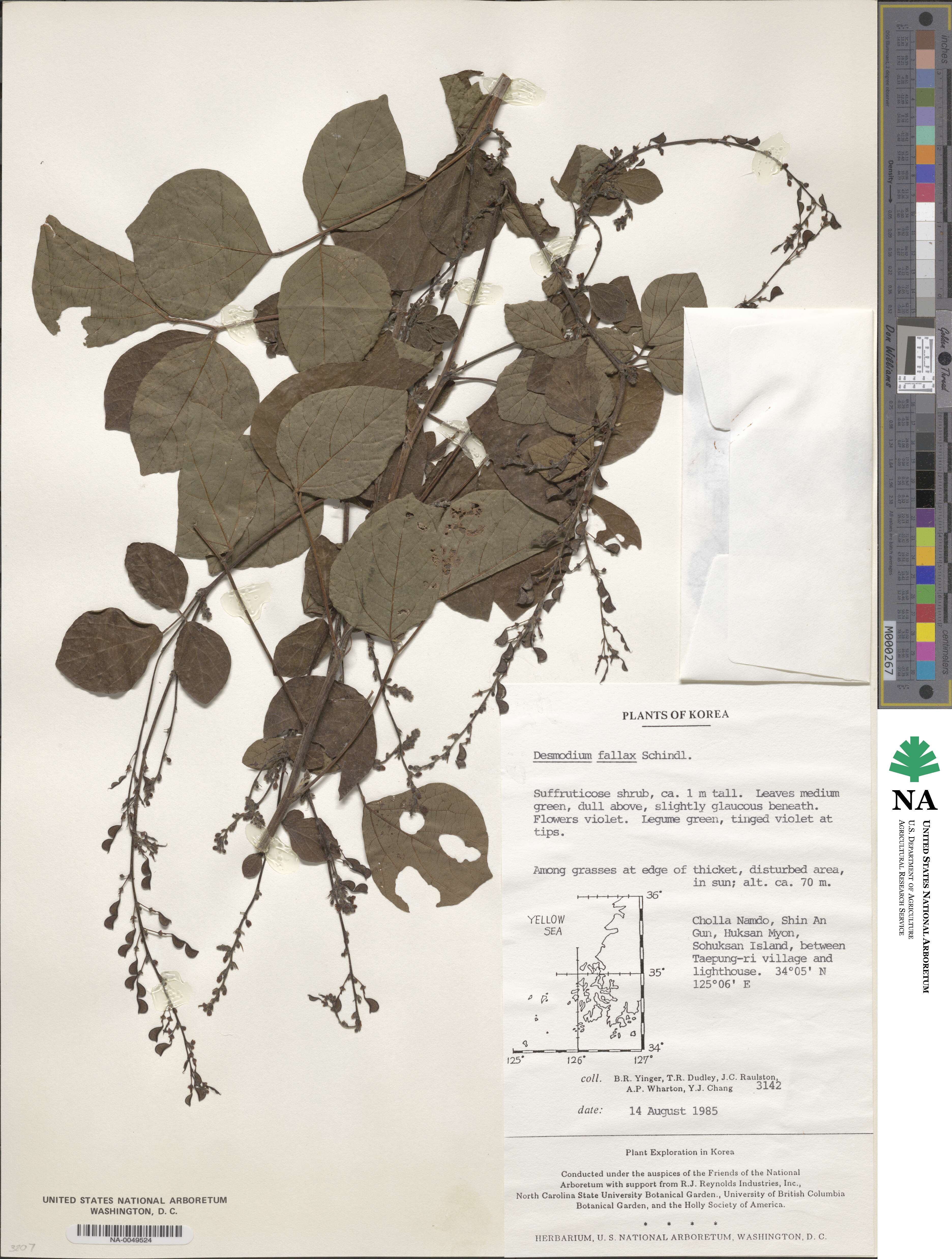 Hylodesmum podocarpum subsp. fallax image
