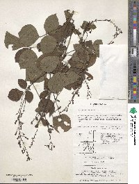 Hylodesmum podocarpum image