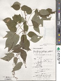 Hylodesmum podocarpum subsp. oxyphyllum image