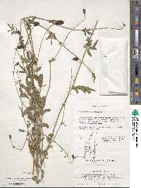 Sanguisorba officinalis image