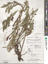 Poterium tenuifolium image