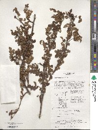 Rosa lucieae image