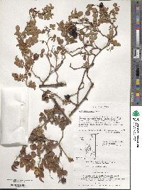 Rosa lucieae image