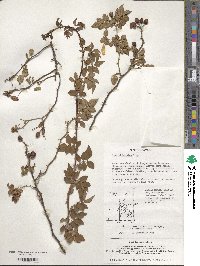 Rosa lucieae image