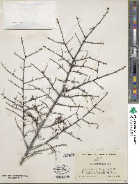 Tsuga heterophylla image