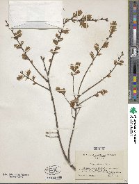 Tsuga chinensis image