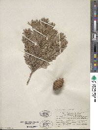 Pseudotsuga menziesii image