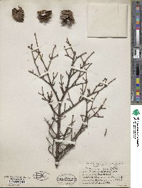 Tsuga caroliniana image