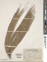 Pinus roxburghii image