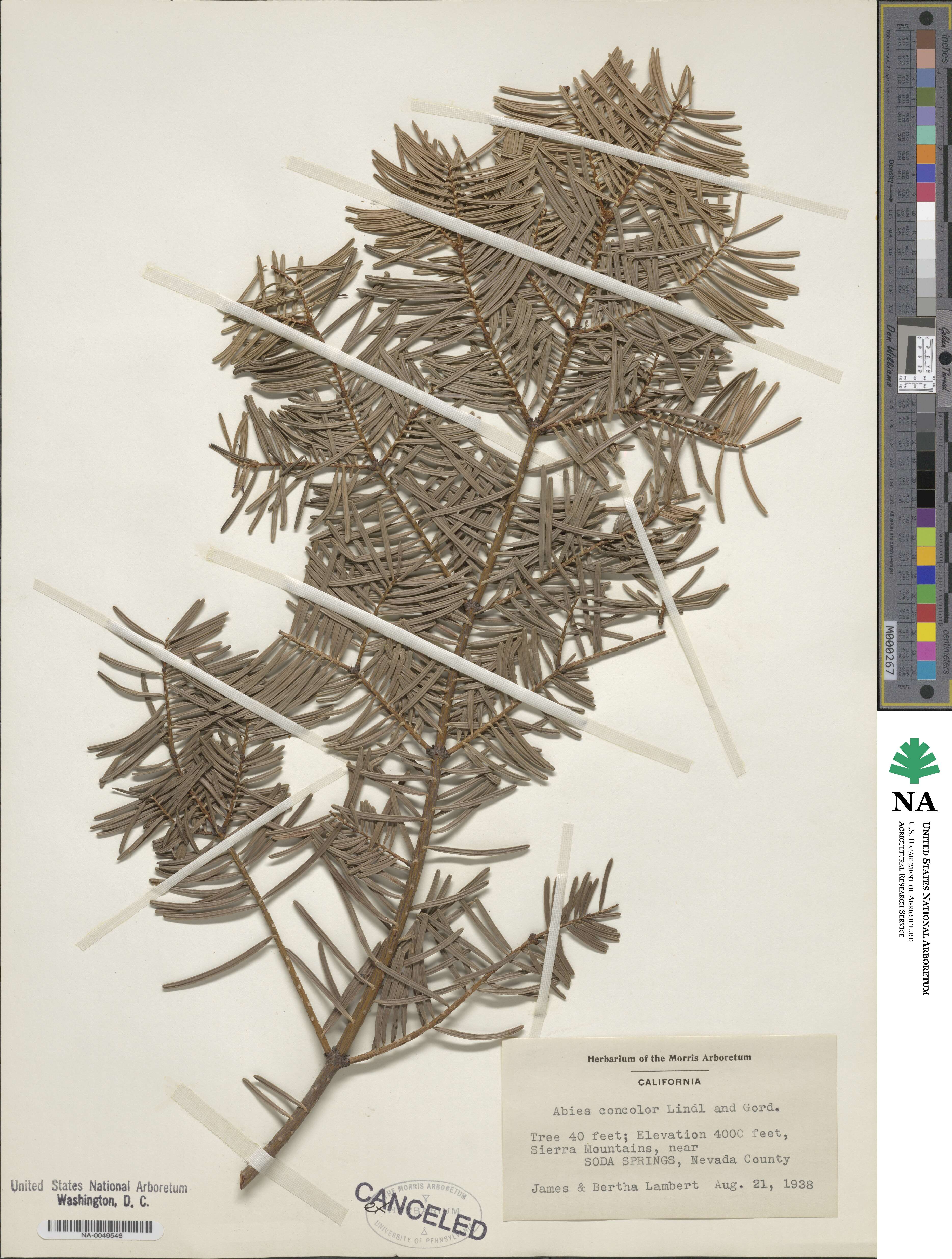 Abies concolor image