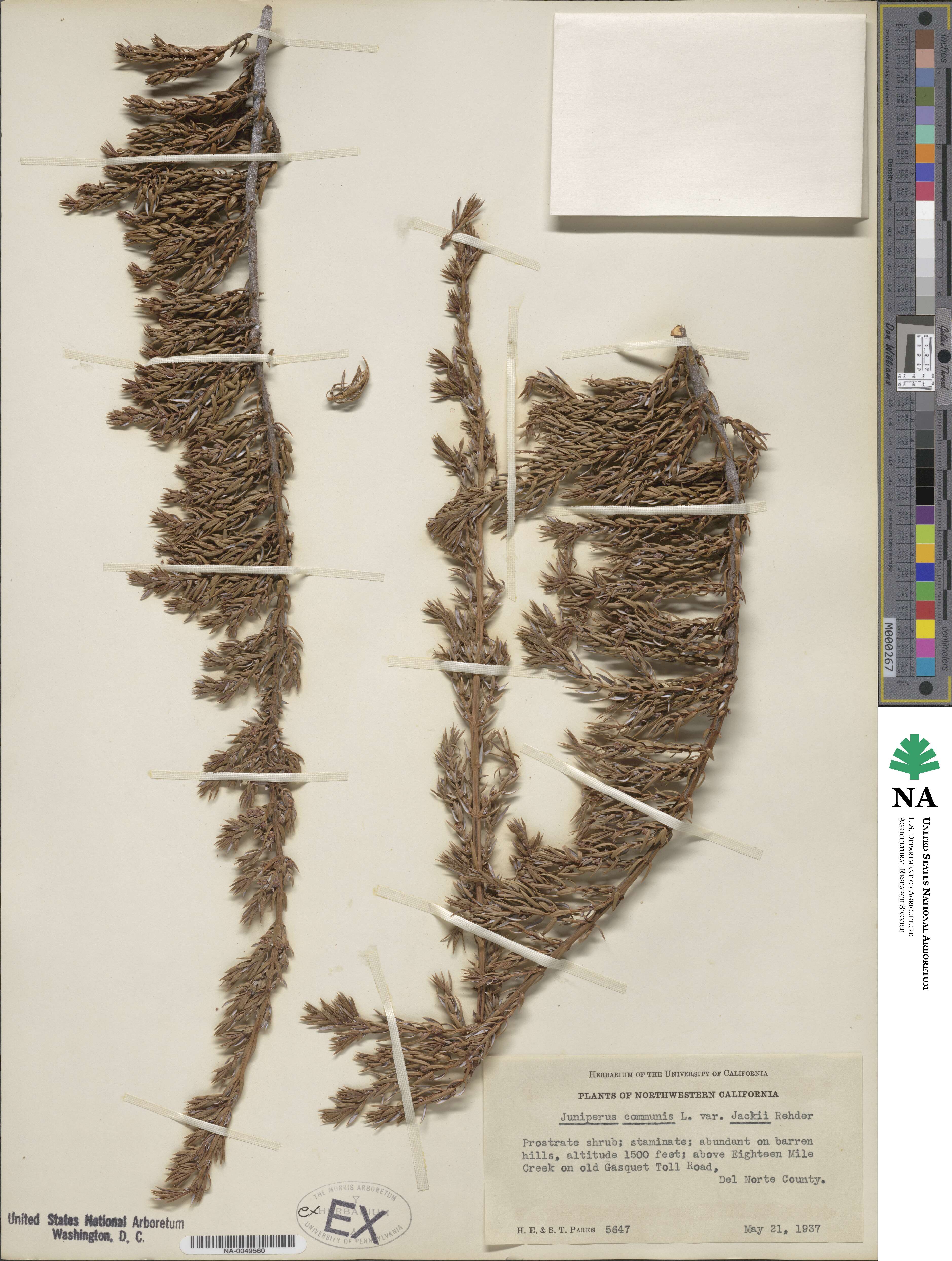 Juniperus communis var. jackii image