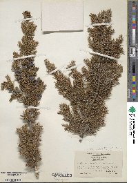 Juniperus communis var. saxatilis image