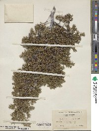 Juniperus communis var. depressa image