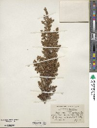 Juniperus communis var. depressa image