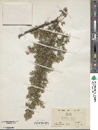 Juniperus communis var. depressa image