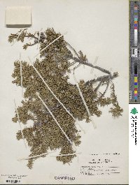 Juniperus communis image