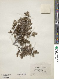 Juniperus communis image