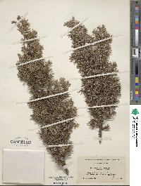 Juniperus communis image