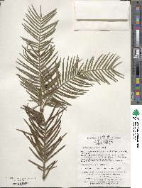 Cephalotaxus fortunei image