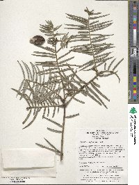 Cephalotaxus fortunei image