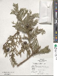 Cephalotaxus harringtonia image