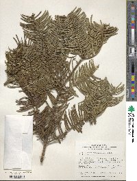 Cephalotaxus harringtonia image