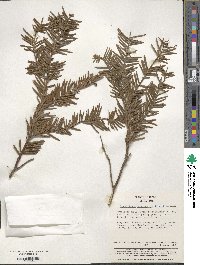 Cephalotaxus harringtonia image