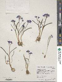 Scilla luciliae image