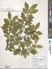 Eurya japonica image